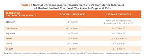 measurement of small intestine thickness cats|normal abdomen for cats.